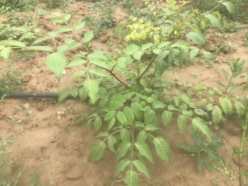 刺老芽 散装 露天 鲜货