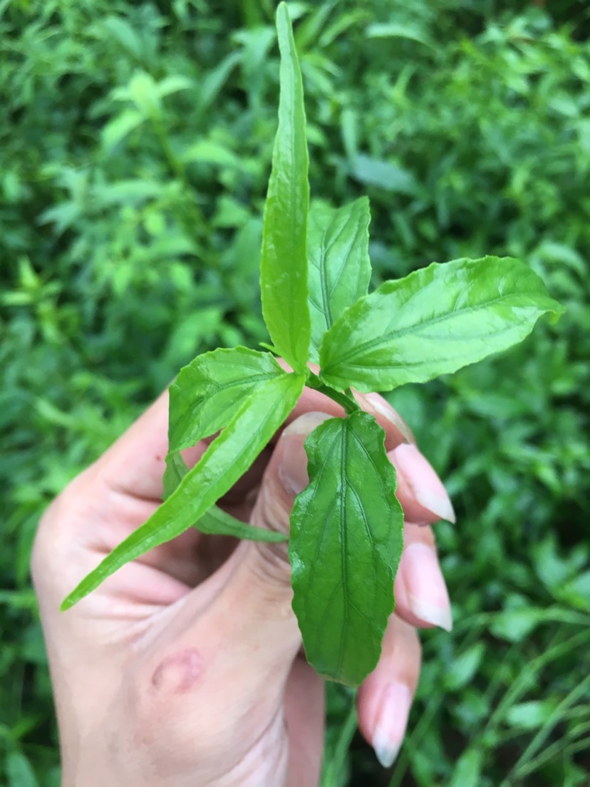 广东清远市英德市忧遁草最新产地行情趋势|产