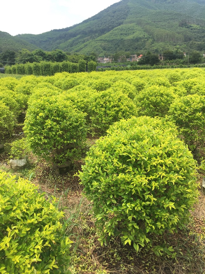 金叶假连翘 精品美植袋黄金叶球