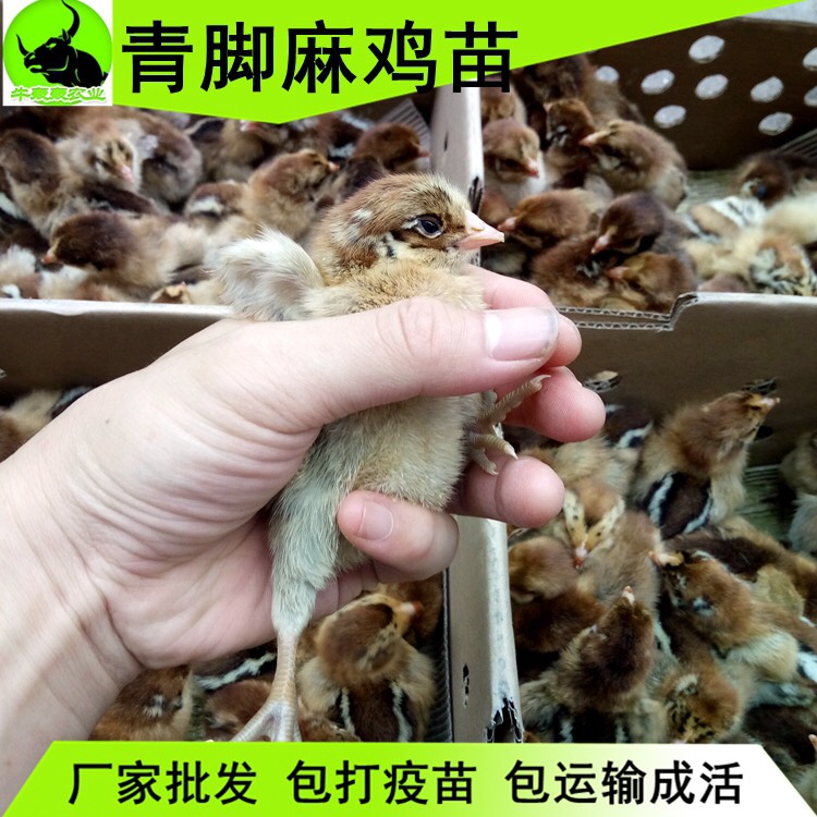 青脚麻鸡苗 青脚麻鸡