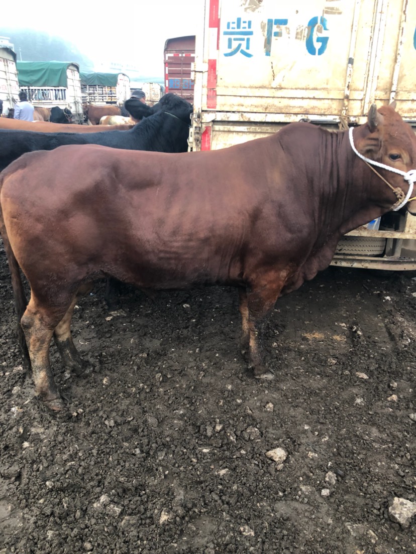土黄牛 600-800斤 公牛