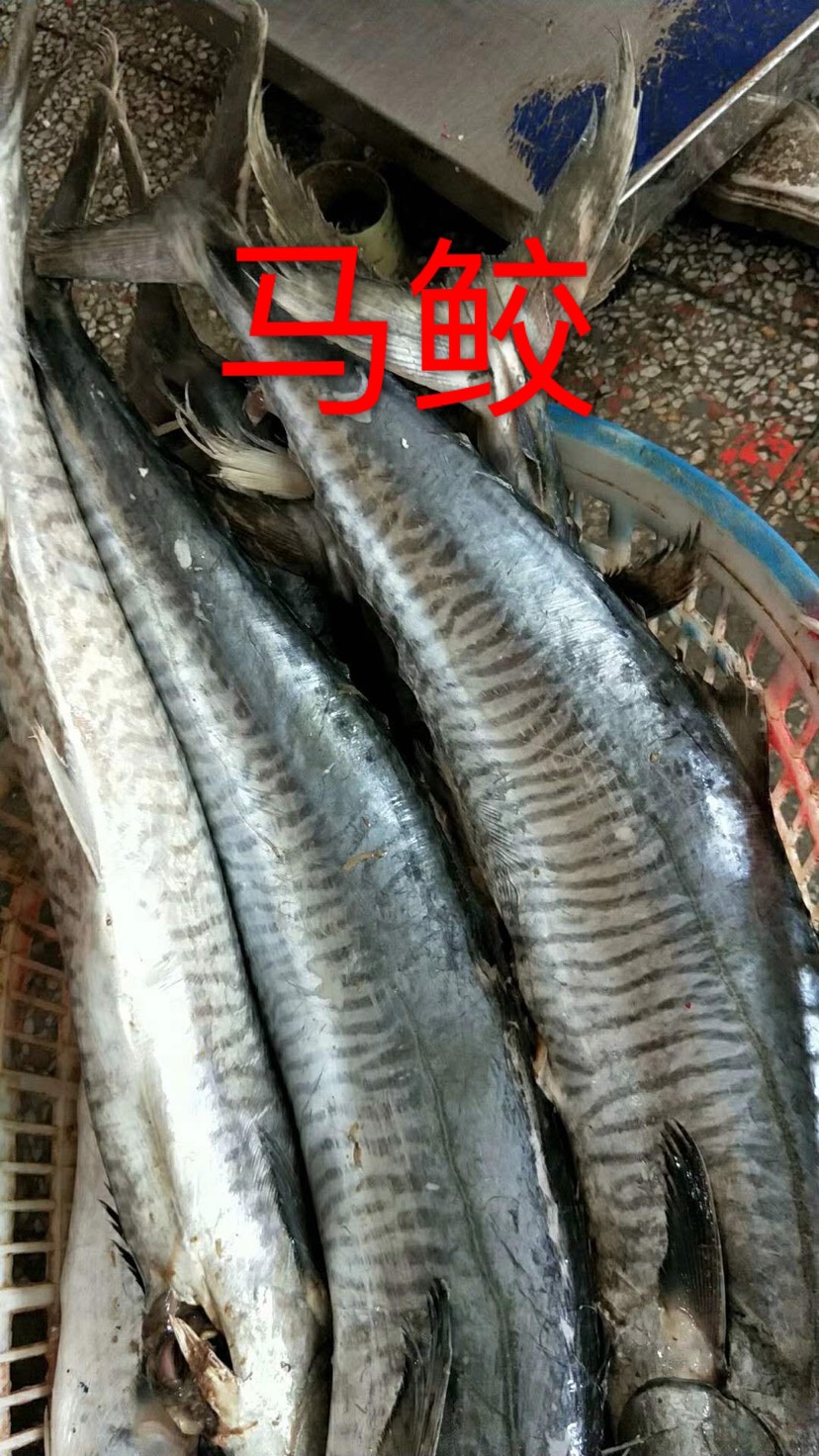 【冰鲜带鱼批发】冰鲜带鱼价格27元\/斤 500斤