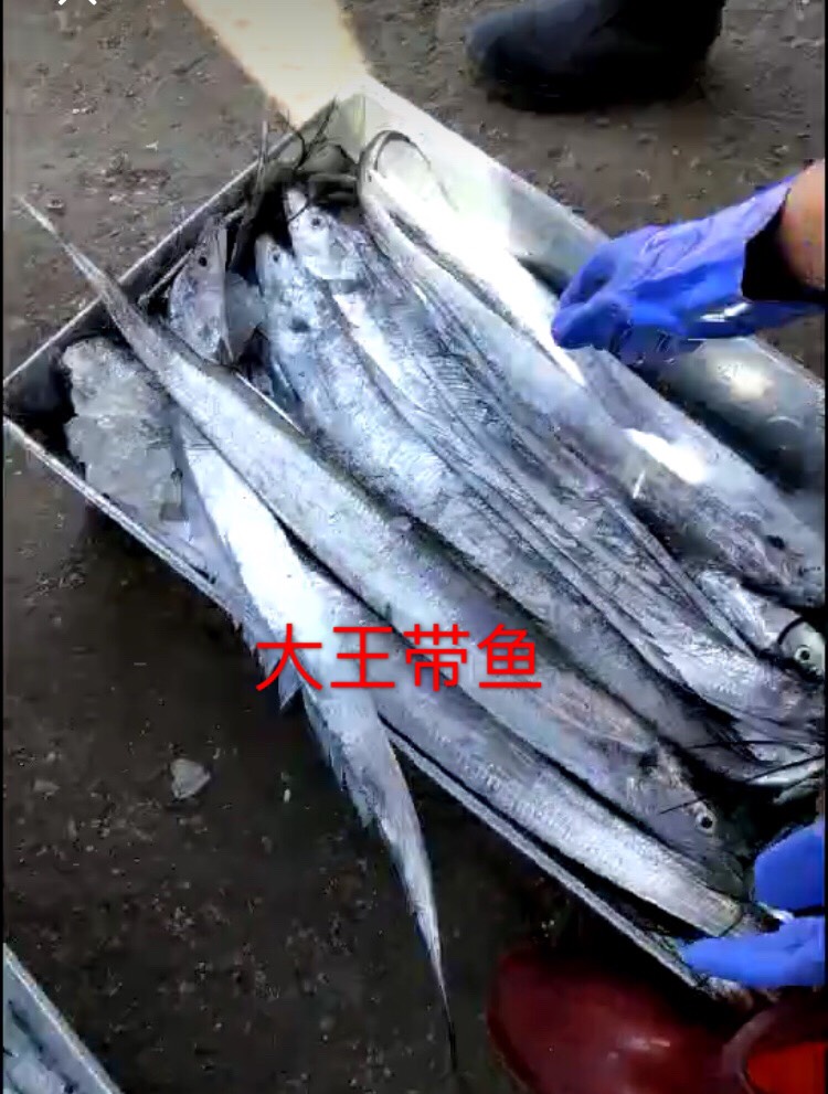【冰鲜带鱼批发】冰鲜带鱼价格27元\/斤 500斤