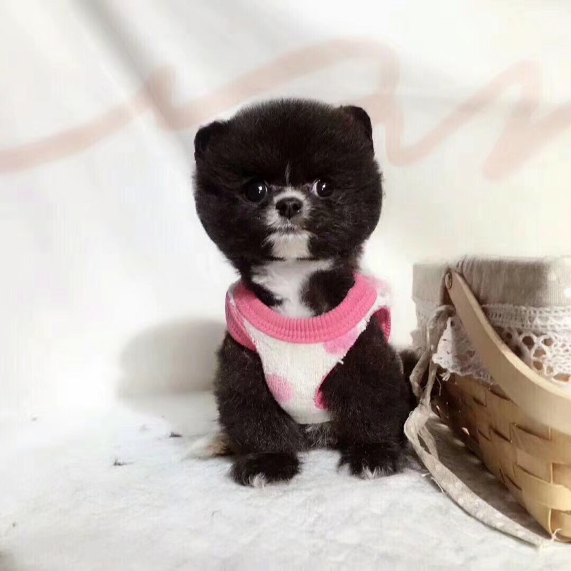 博美犬