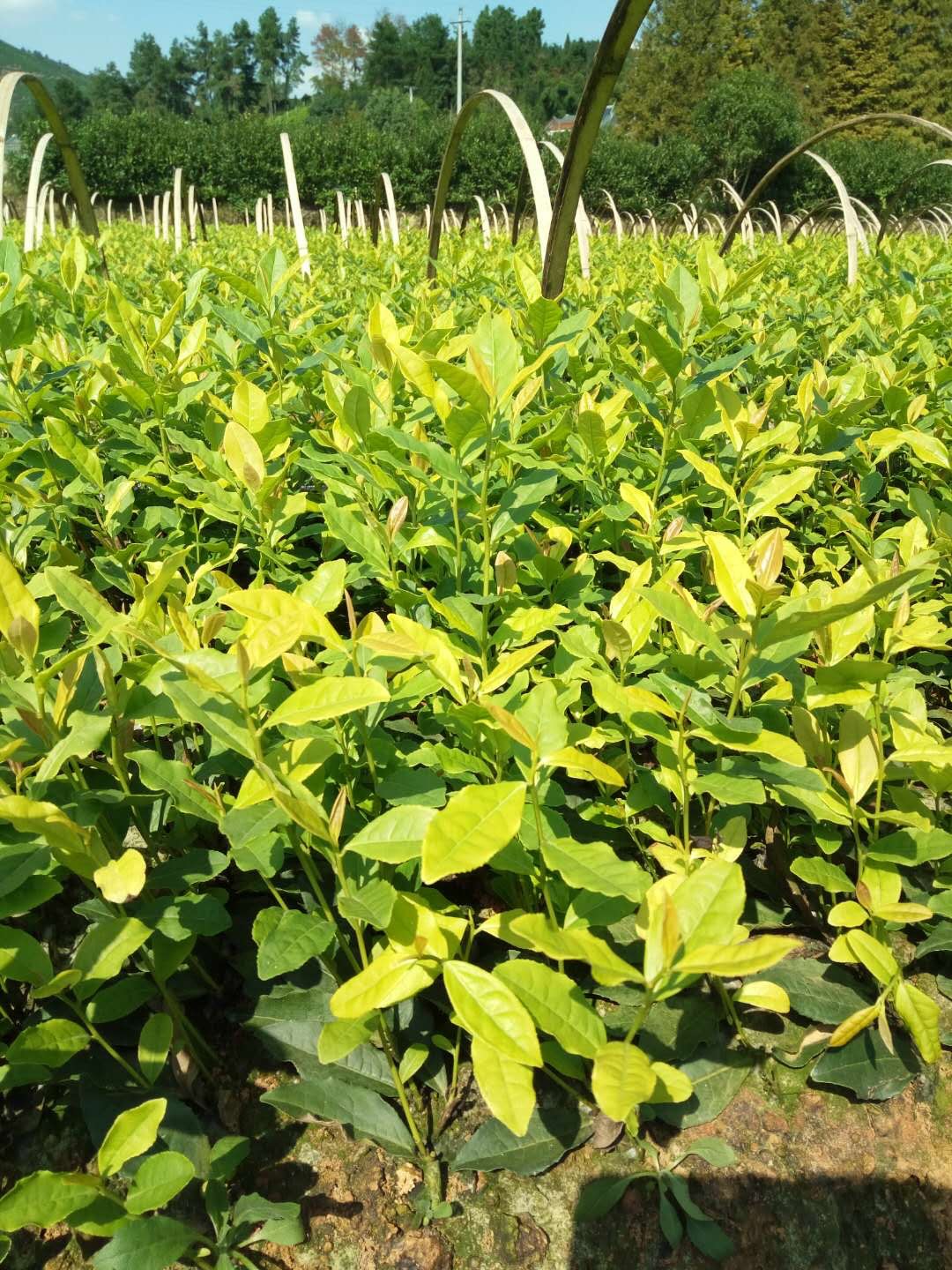 茶树苗 安吉白茶苗一年苗