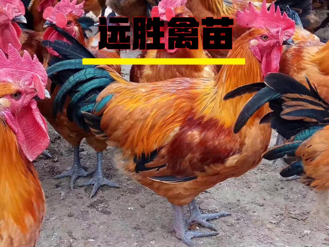 红瑶鸡苗