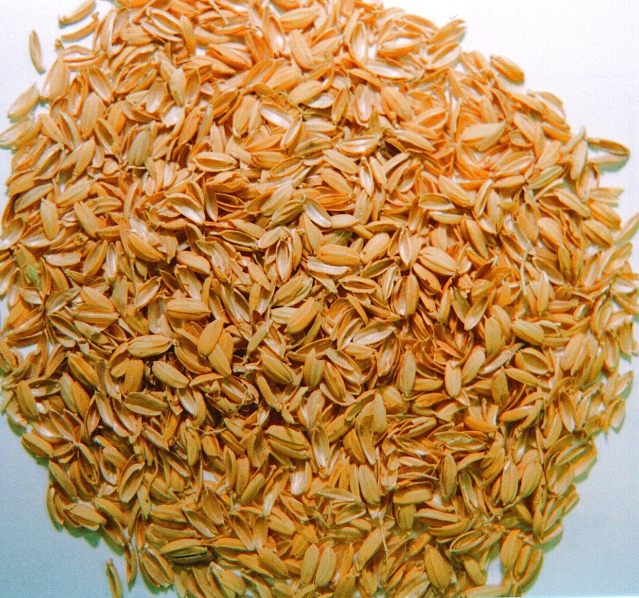 稻壳 稻糠