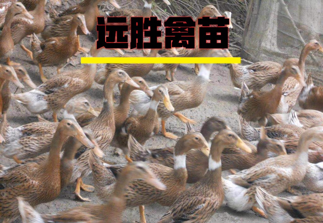 白羽青壳鸭苗