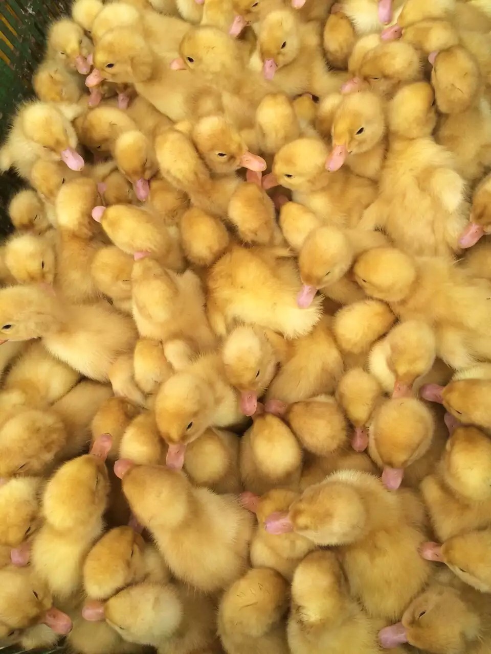 白鸭苗