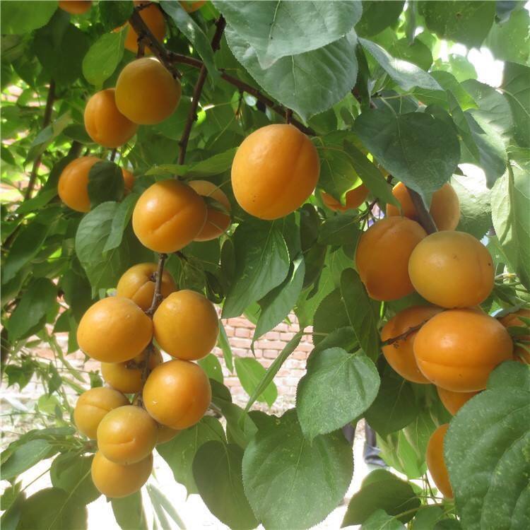 珍珠油杏苗 ,金太阳 凯特 包品种包纯度基地直销
