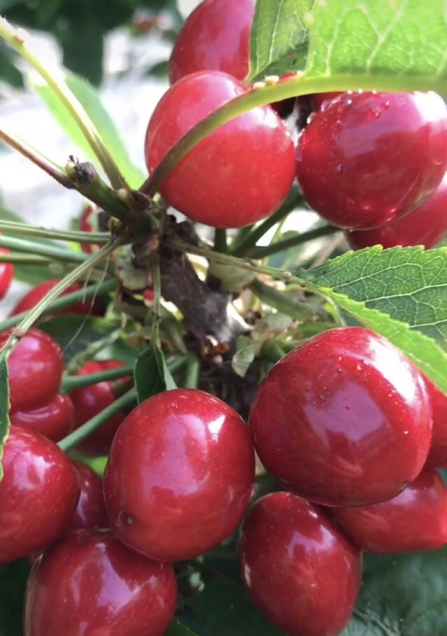 红灯樱桃苗