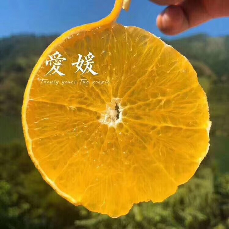 爱媛38号柑桔 6.5 - 7cm 1.5 - 2两 约5.0斤/箱