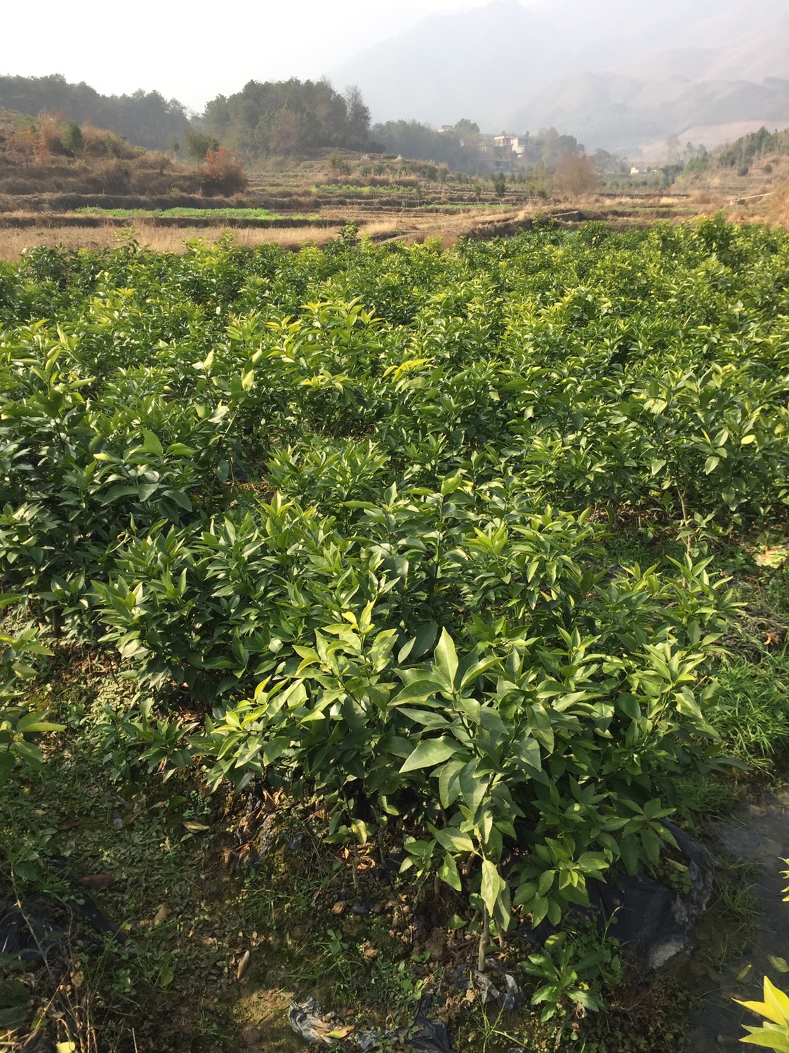 福建漳州市平和县红美人柑橘苗最新产地行情趋