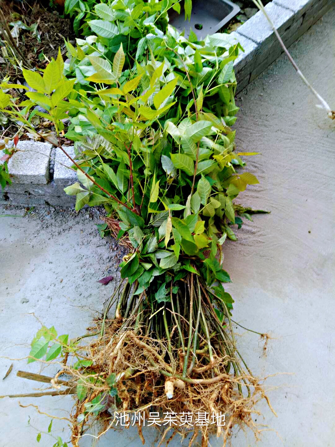 吴茱萸苗
