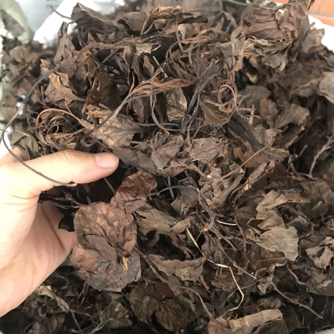 鹿含草