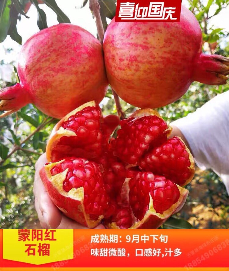 蒙阳红石榴苗蒙阳红石榴南北方种植当年挂果