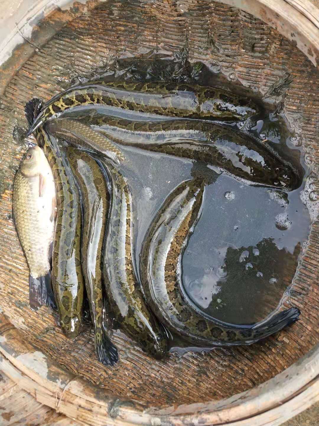 野生黑鱼 人工养殖 2.5-3公斤