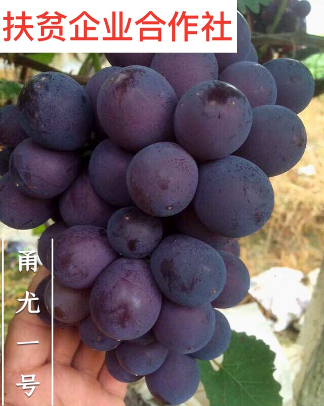甬优一号葡萄苗 抗病强 易成活 大果粒 不落果 耐运输 甜度高 包纯度