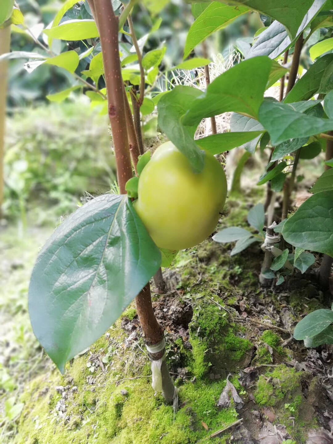 太秋甜柿苗