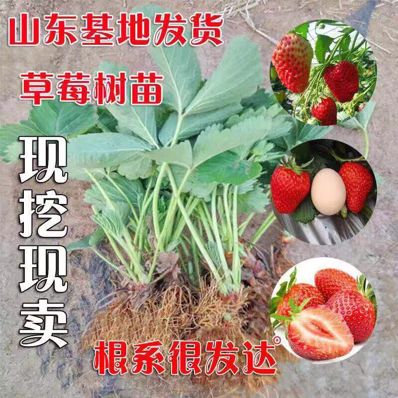 奶油草莓苗 地栽苗 10~20公分