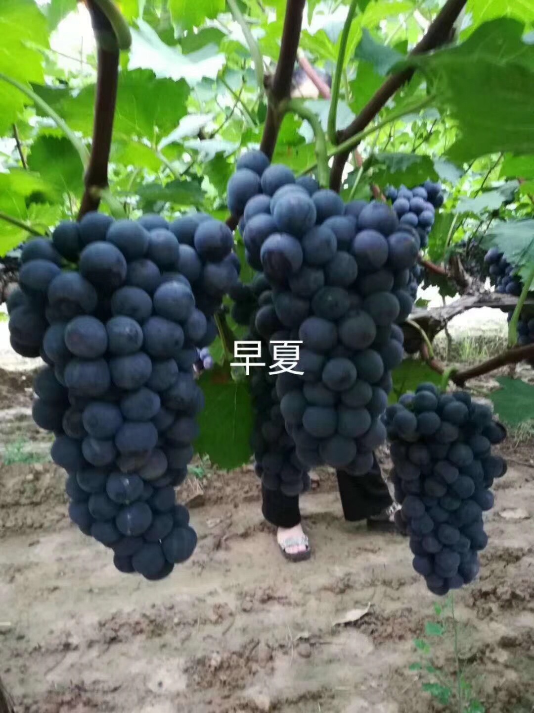 早夏无核葡萄苗