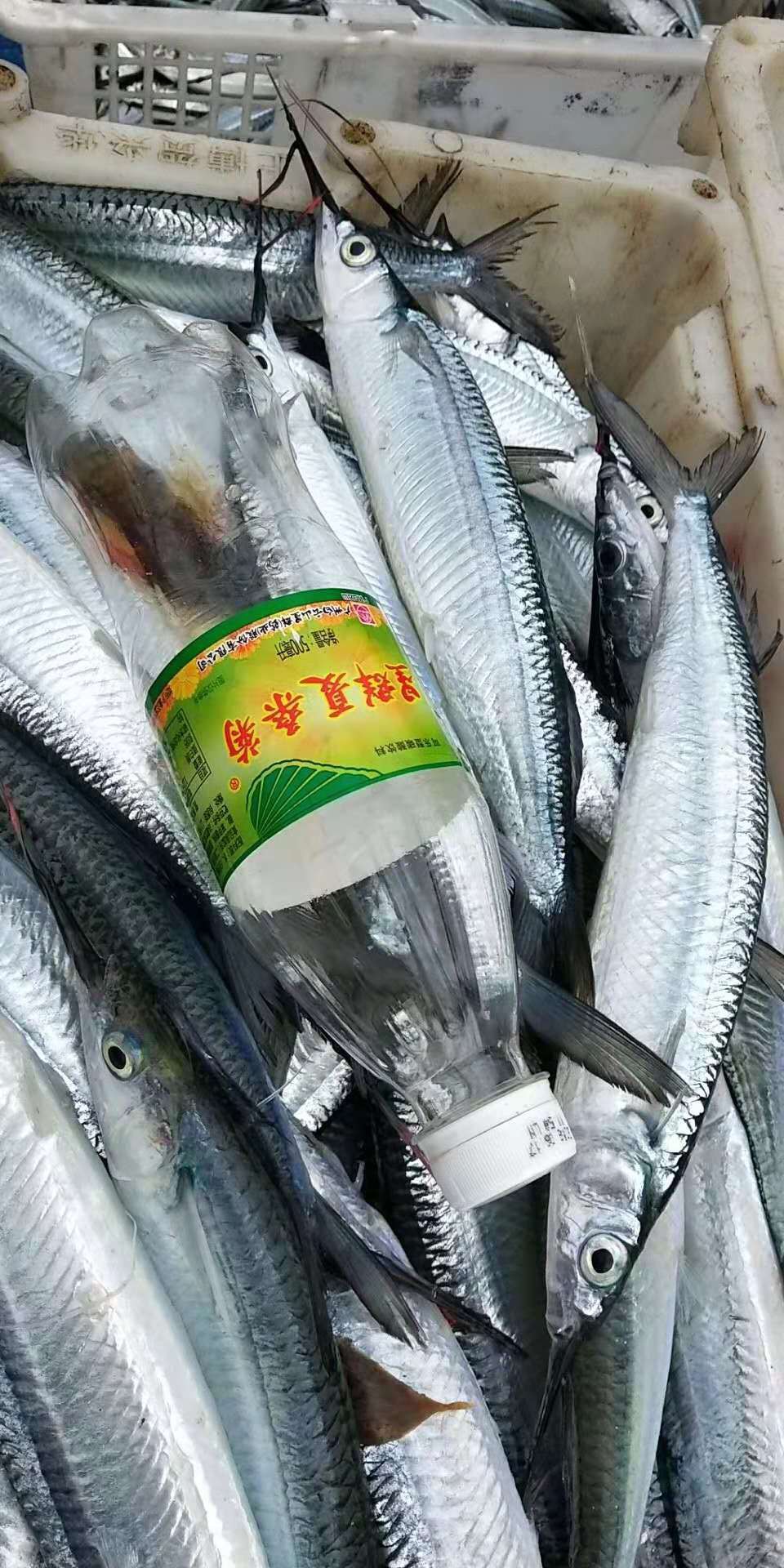 浅海天然野生针鱼 针嘴鱼,浮网捕捞,鲜度%