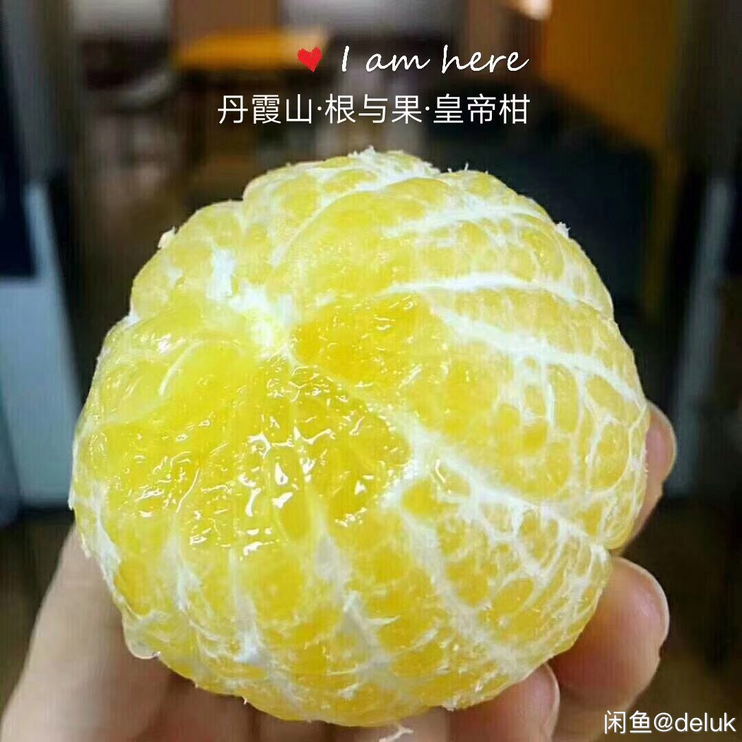 皇帝柑 5.5 - 6cm 2 - 3两