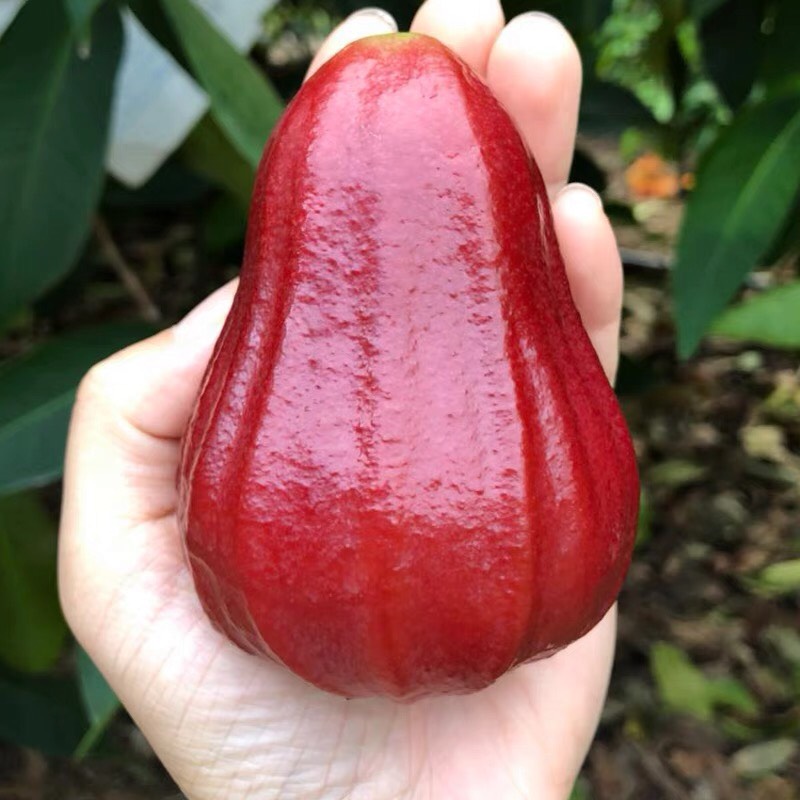 黑金刚莲雾 5-7cm