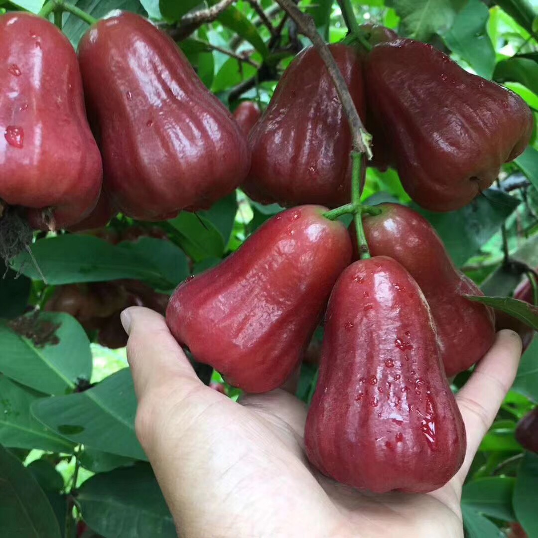 黑金刚莲雾 3-5cm