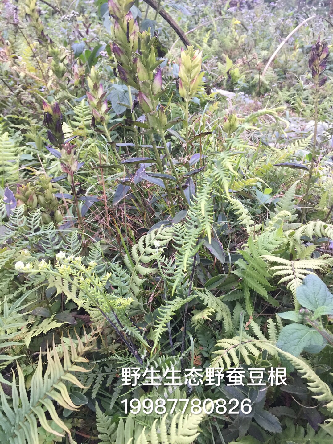 红根野蚕豆苗