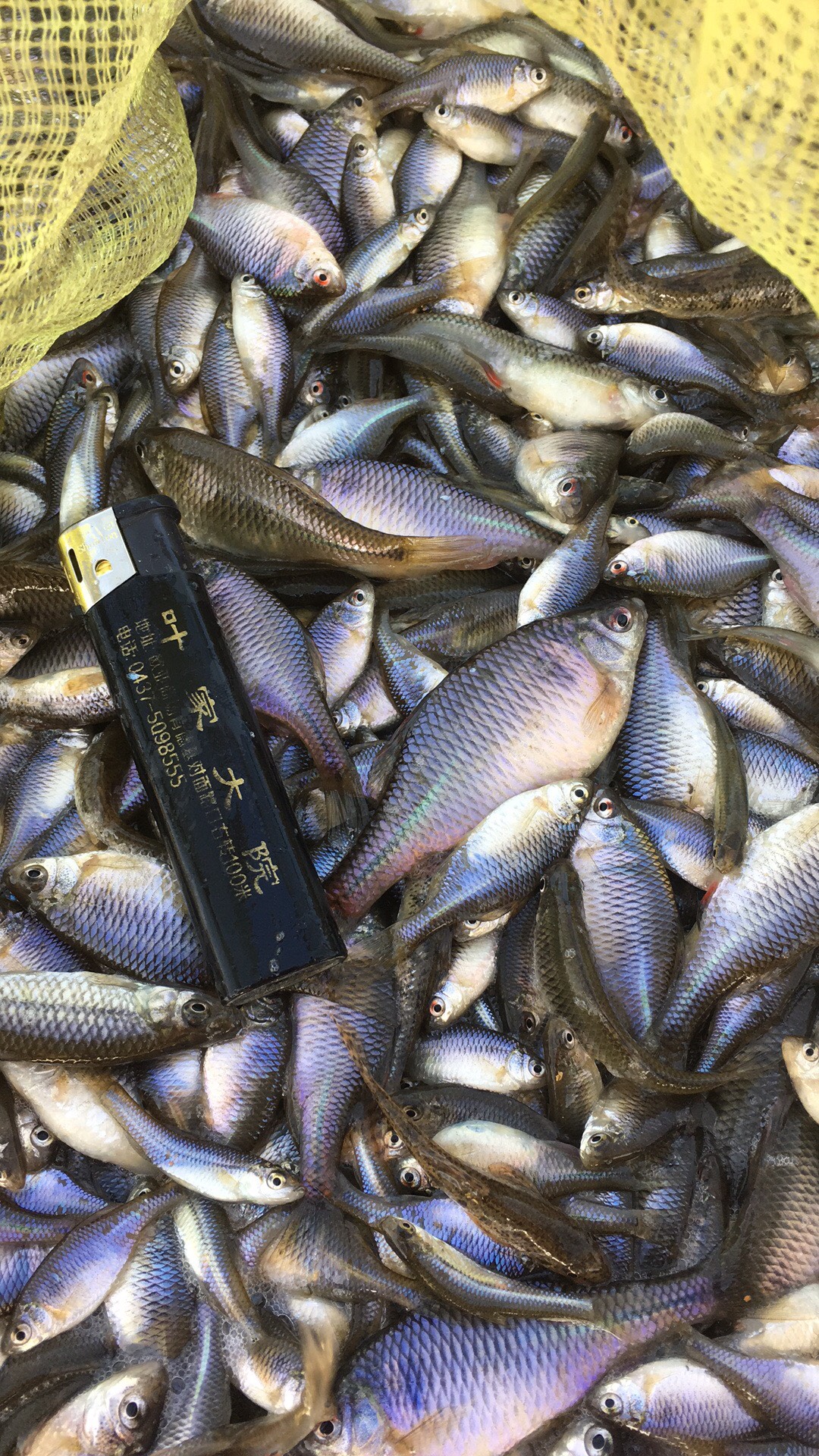 麦穗鱼