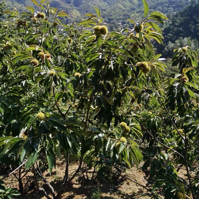缅甸小勐拉皇家国际厅网 板栗树苗 大红袍板栗苗 嫁接苗 0.5~1米