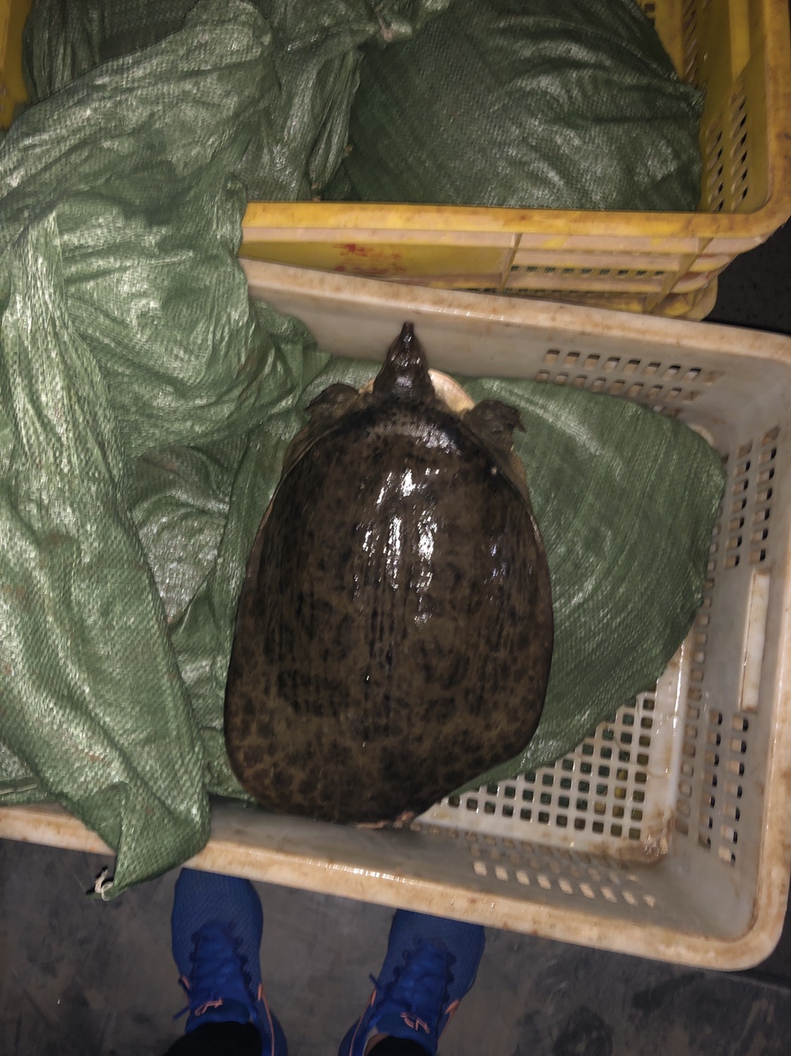 山瑞鳖苗