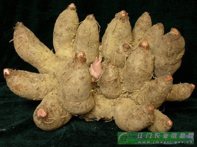 【预售】九头芋 通货