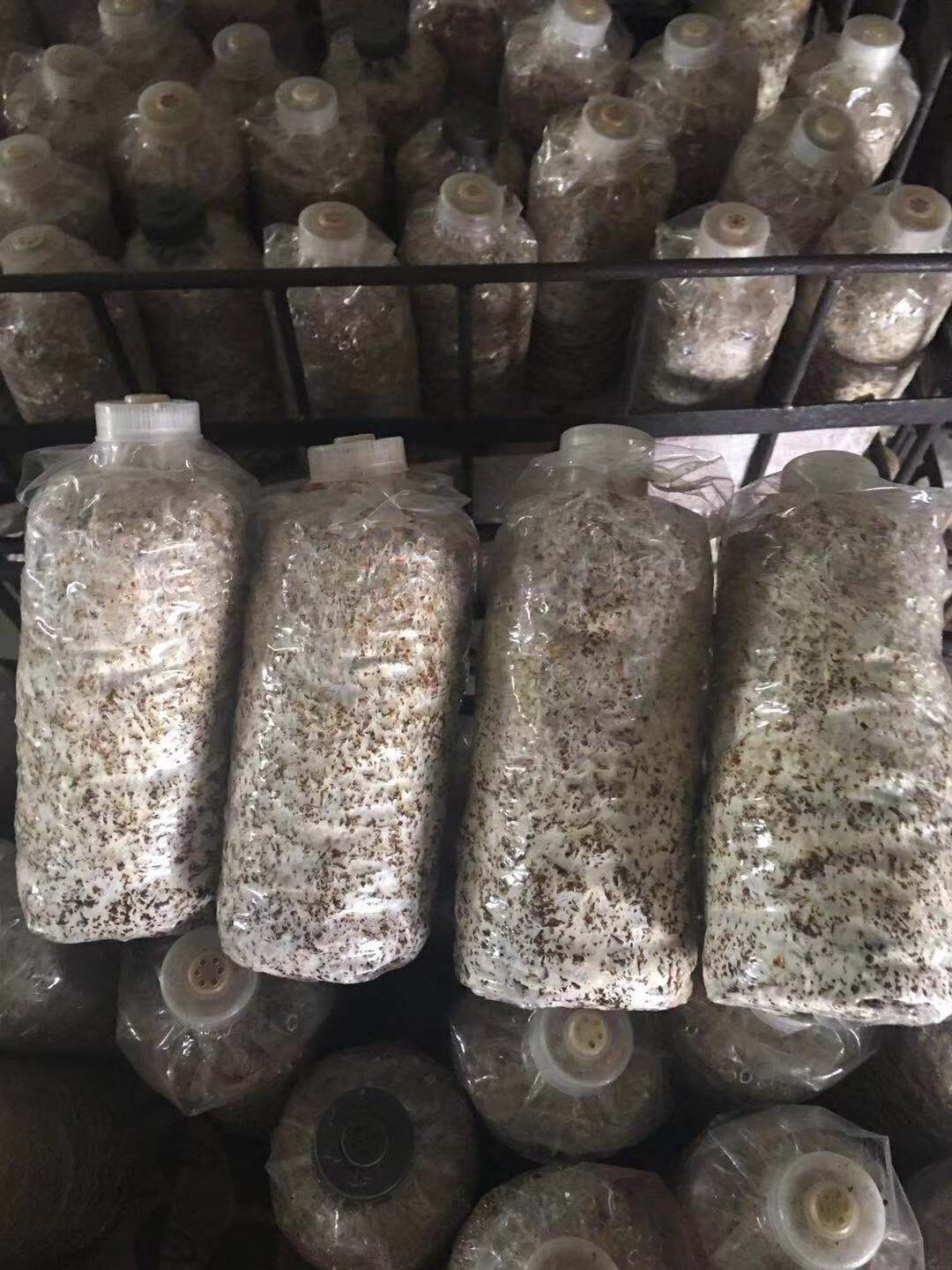 [大球盖菇菌种批发]大球盖菇菌种价格3元/袋 惠农网