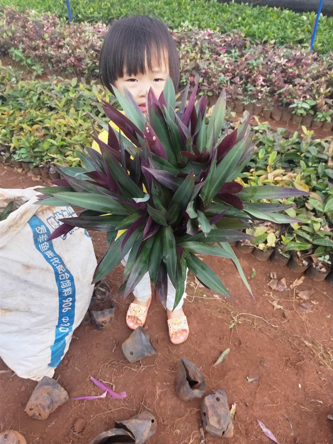 紫背万年青 带盆