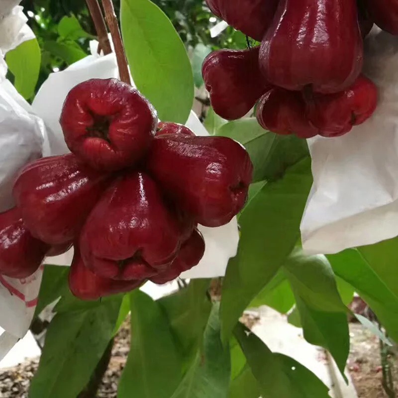 黑金刚莲雾 11-13cm 约2.0斤/箱