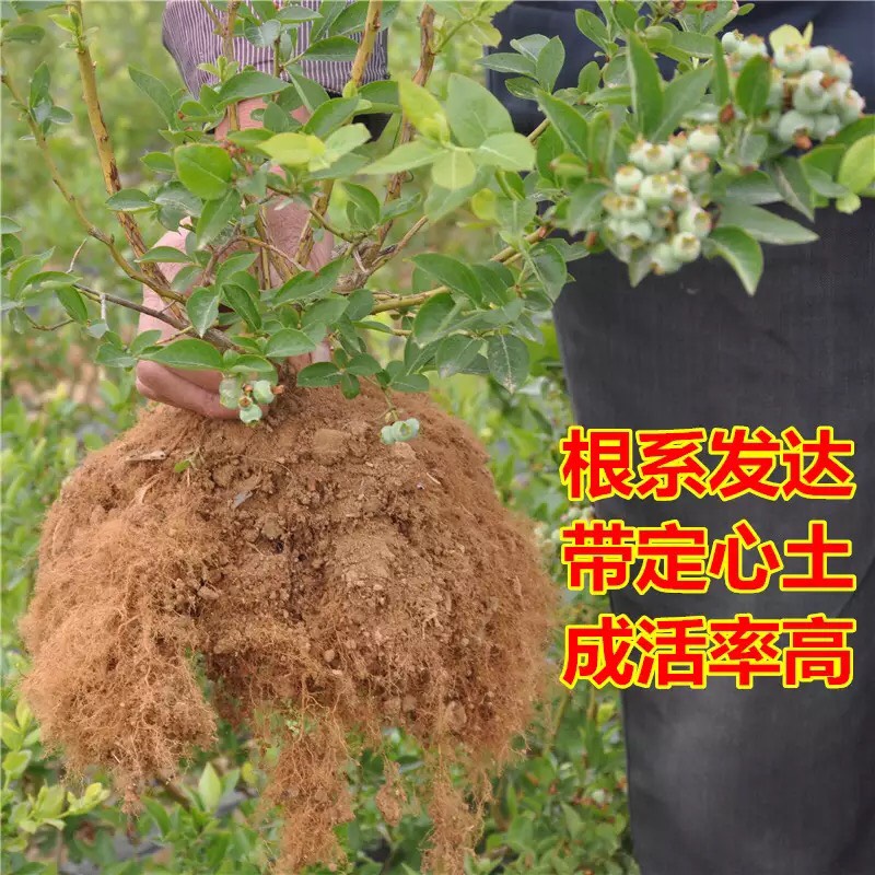 兔眼蓝莓苗