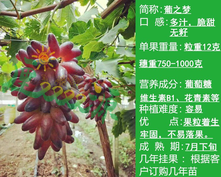 葡之梦葡萄苗