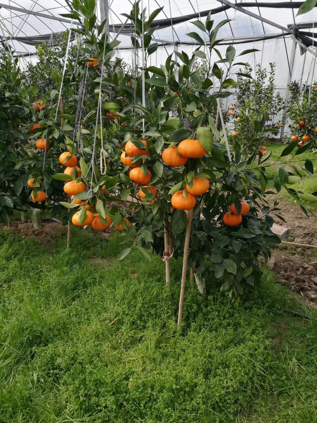 甘平柑橘苗