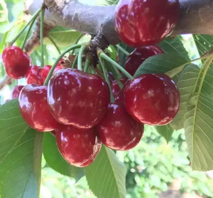 美早苗 车厘子树苗4年树