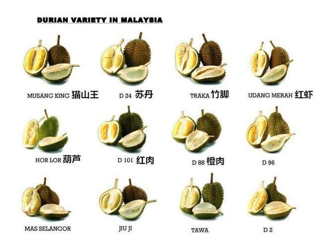 【预售】马来西亚红肉榴莲 4 - 5公斤 80 - 90%以上