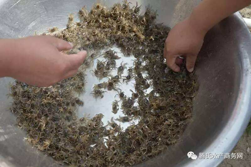 惠农网 蟹苗 大闸蟹苗  手机预览
