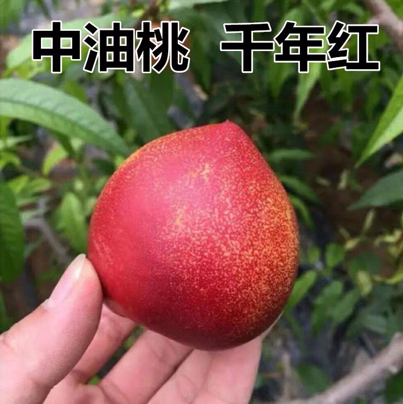 中油13号桃树苗 1.5~2.0米