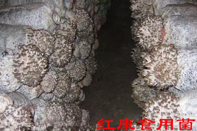 红蘑菇 人工种植 鲜货 各种菌种菌包,批发!