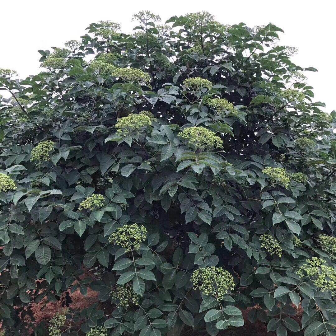吴茱萸苗 江西纯中花,存活率高,包技术指导.