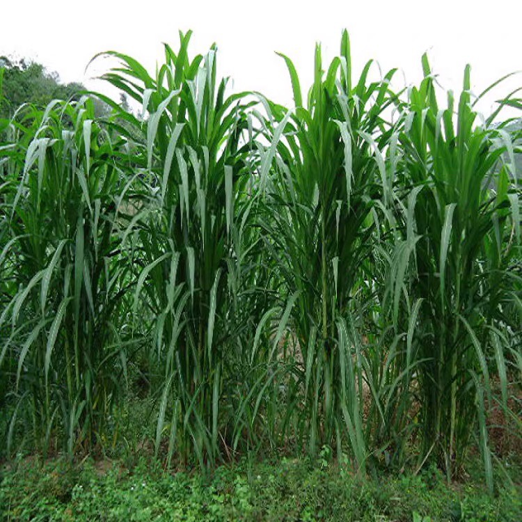 甜象草种子 台湾甜象草四季高产多年生牧草