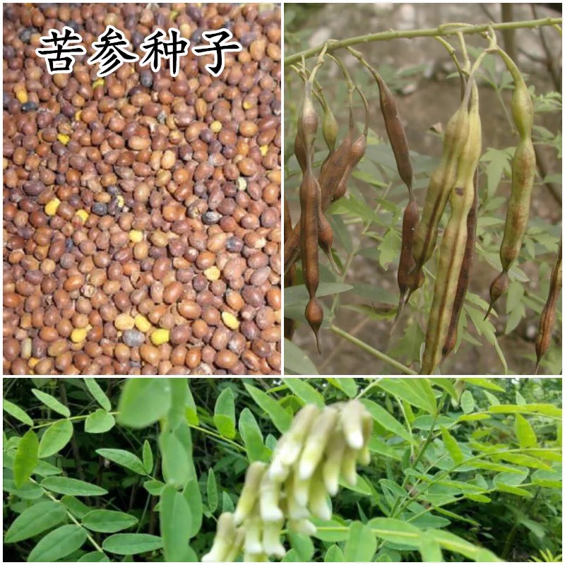 苦参种子