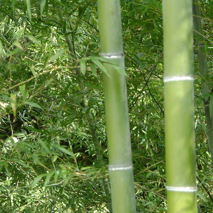 毛竹种籽大型楠竹江南竹茅竹四季占地园林绿化食用毛竹种子笋竹子