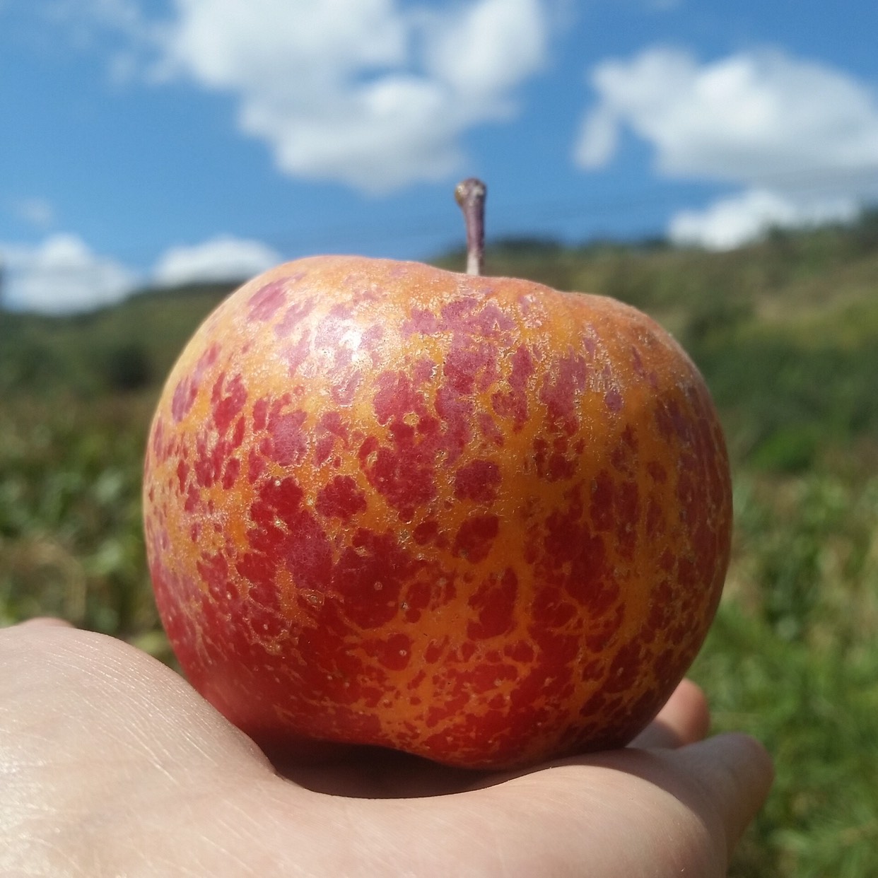 陕西省西安市雁塔区丑苹果 60mm以上 日晒面 光果
